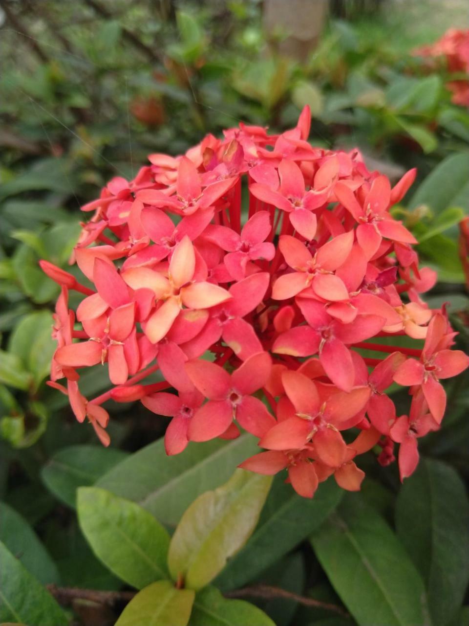 Chaiti Eco Homestay- Santiniketan Bolpur Exteriör bild