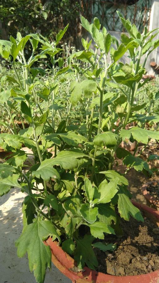 Chaiti Eco Homestay- Santiniketan Bolpur Exteriör bild