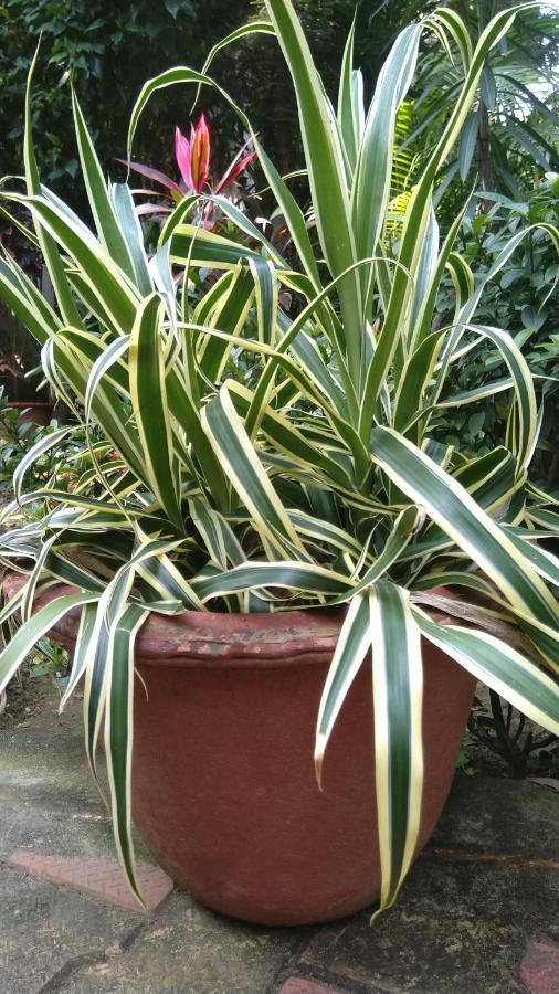 Chaiti Eco Homestay- Santiniketan Bolpur Exteriör bild