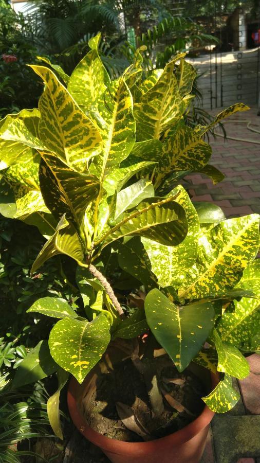 Chaiti Eco Homestay- Santiniketan Bolpur Exteriör bild